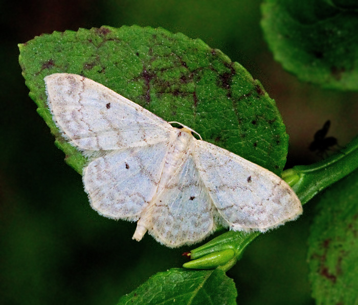 Idaea biselata.jpg