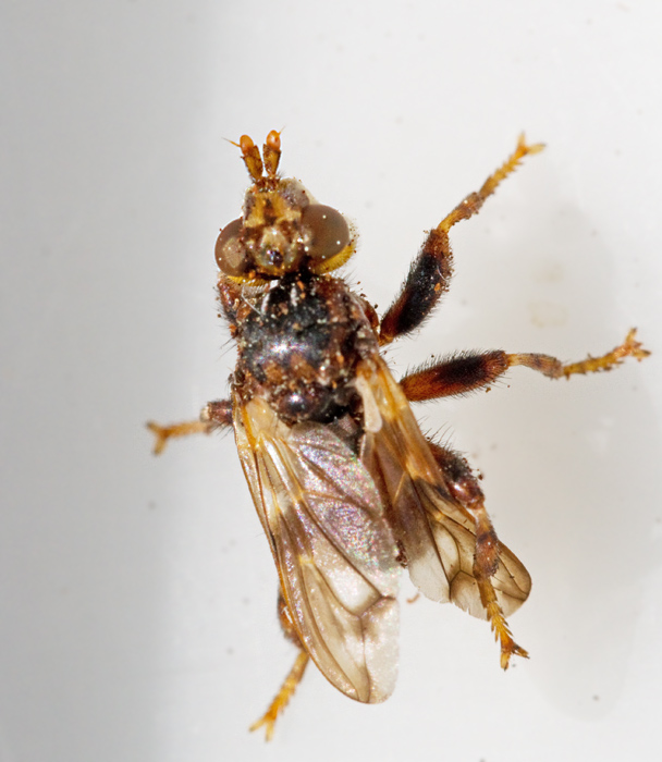 Conopid Flies, Stekelflugor  (Conopidae)