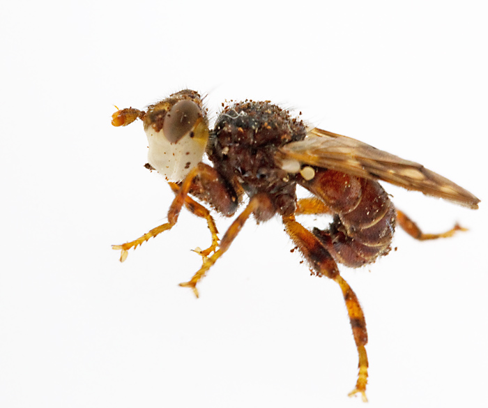 Myopa buccata.jpg