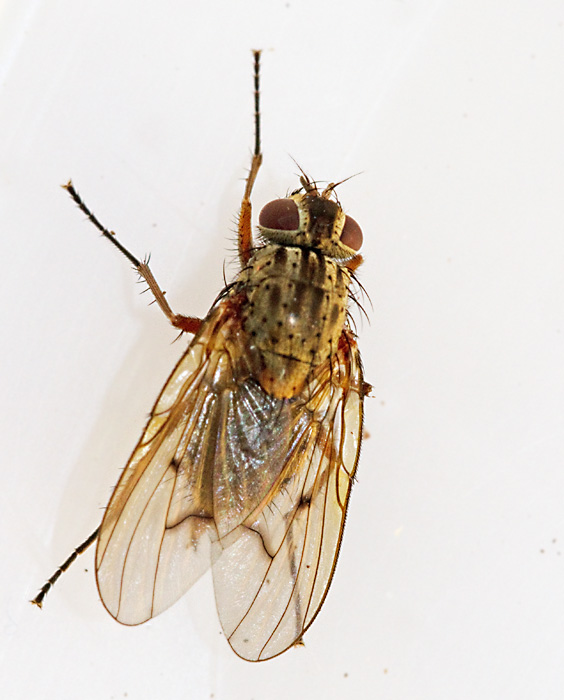 Phaonia tuguriorum.jpg