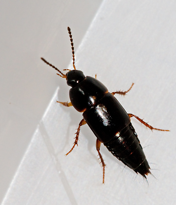 Tachinus rufipes.jpg