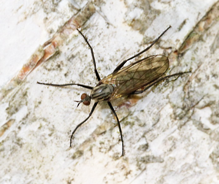 Rhamphomyia crassirostris.jpg