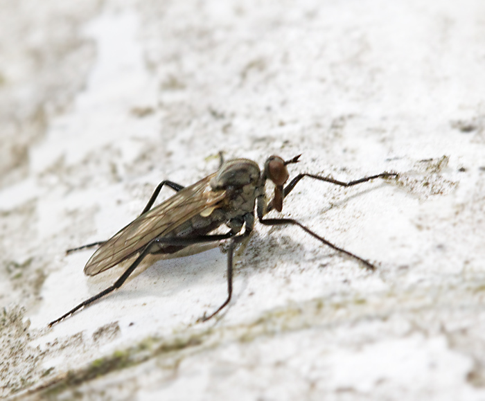 Rhamphomyia crassirostris.jpg