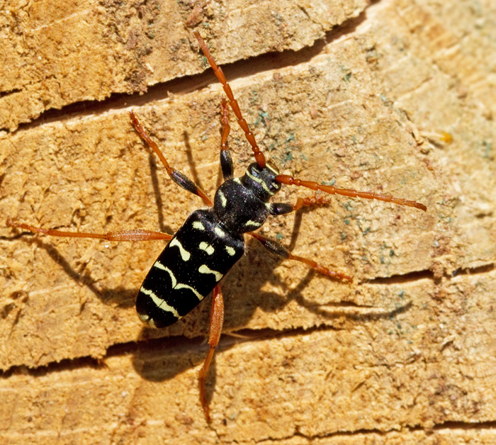 Smalbandad ekbarkbock (Plagionotus arcuatus).jpg