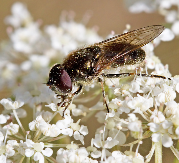 Trubbnosig soppblomfluga, Cheilosia scutellata.jpg