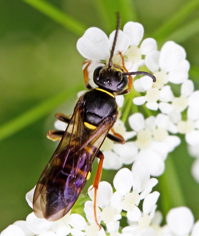 Argogorytes mystaceus.jpg