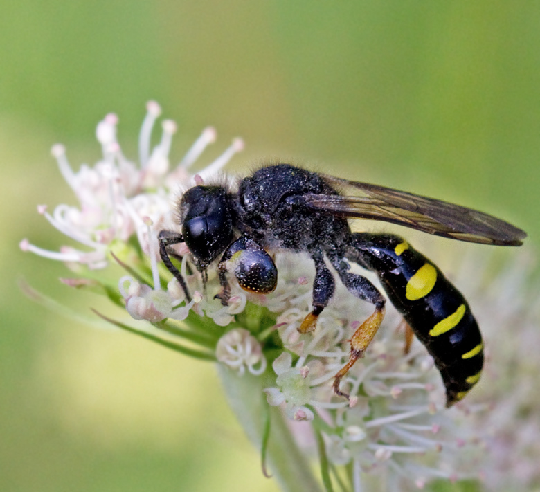 Crabro cribarius.jpg