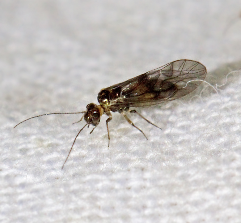 Brun fransgaffelslända, Elipsocus moebiusi.jpg