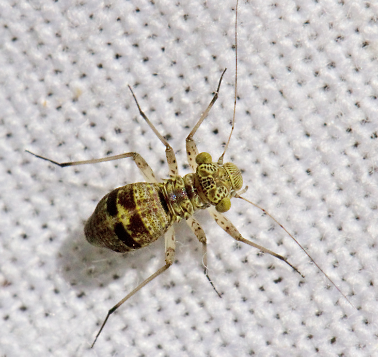 Gultonad kalvingeslända, Mesopsocus immunis.jpg