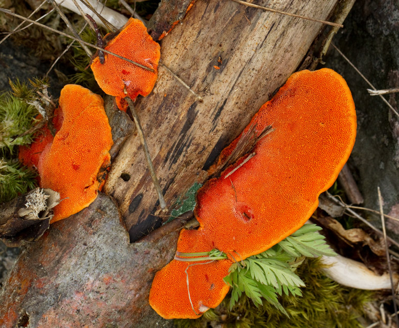 Cinnoberticka, Pycnoporus cinnabarinus.jpg