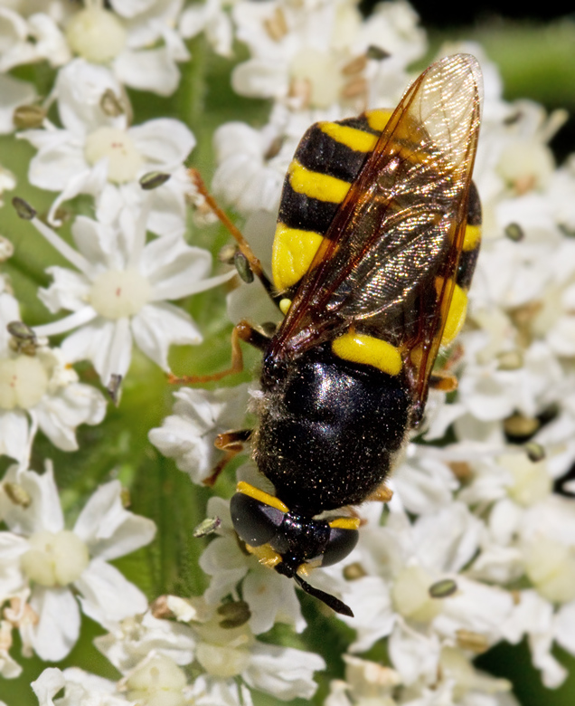 Gulgrdlad jttevapenfluga   (Stratiomys potamida).jpg