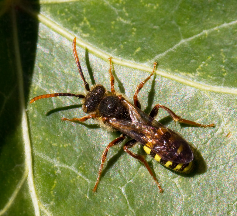 Gullgkbi, Nomada fulvicornisi.jpg