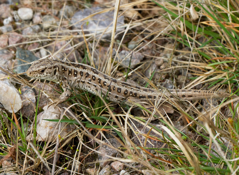 Sand lizard female; Sanddla hona, Lacerta agilis.jpg