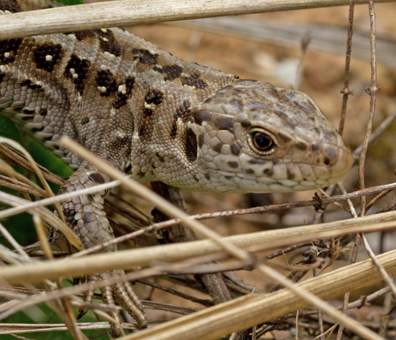 Sand lizard female; Sanddla hona, Lacerta agilis.jpg