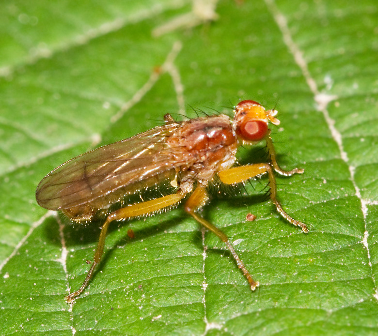 Norellisoma spinimanum.jpg