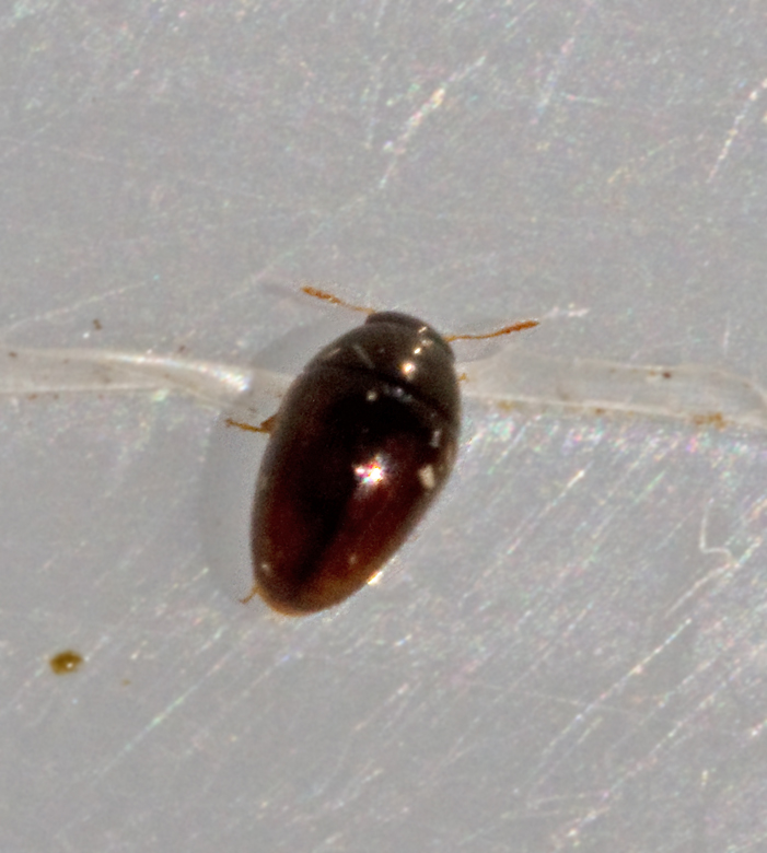 Olibrus affinis.jpg