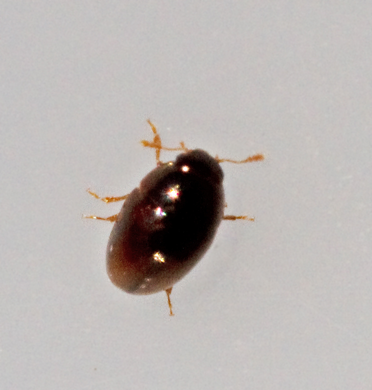 Olibrus affinis.jpg