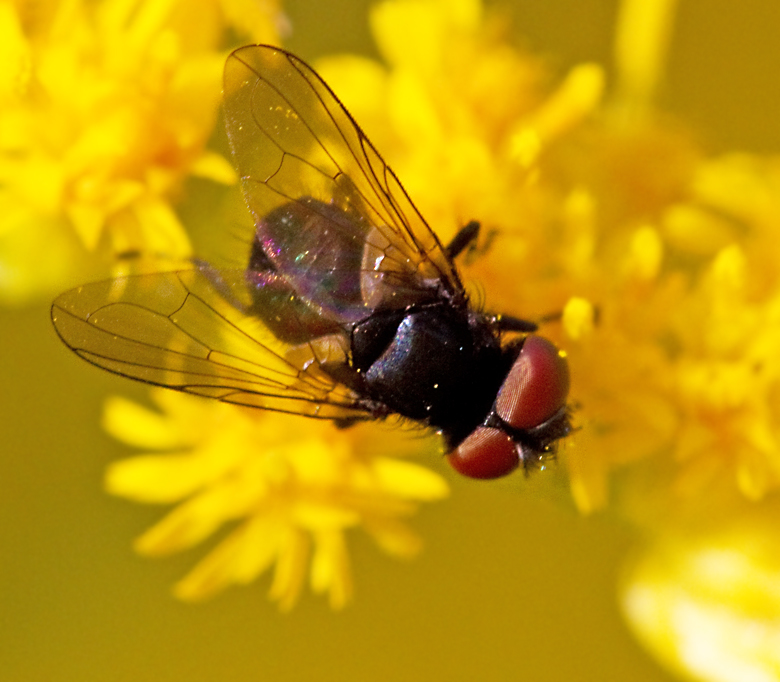 Phasia pusilla.jpg