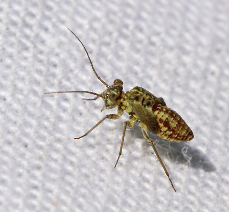 Randig gluggmärkeslända, Philotarsus picicornis.jpg