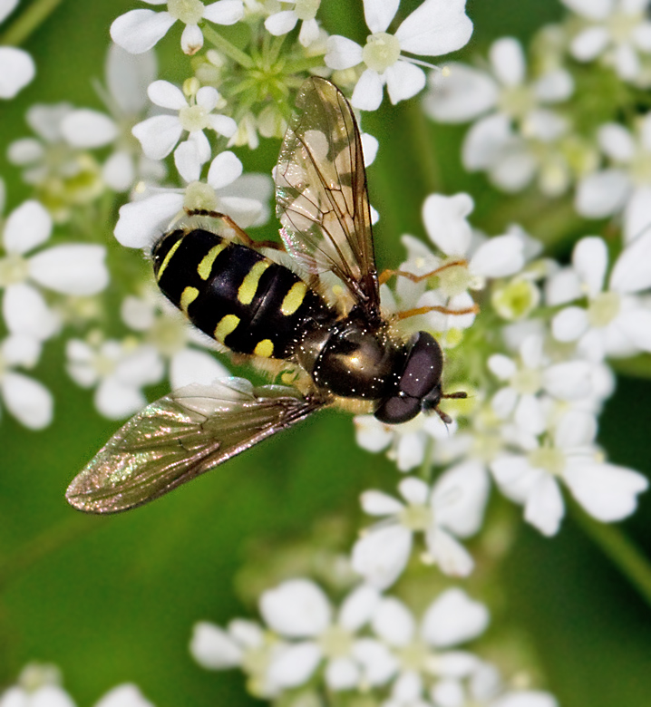 Tallfltblomfluga, Eupeodes nielseni.jpg