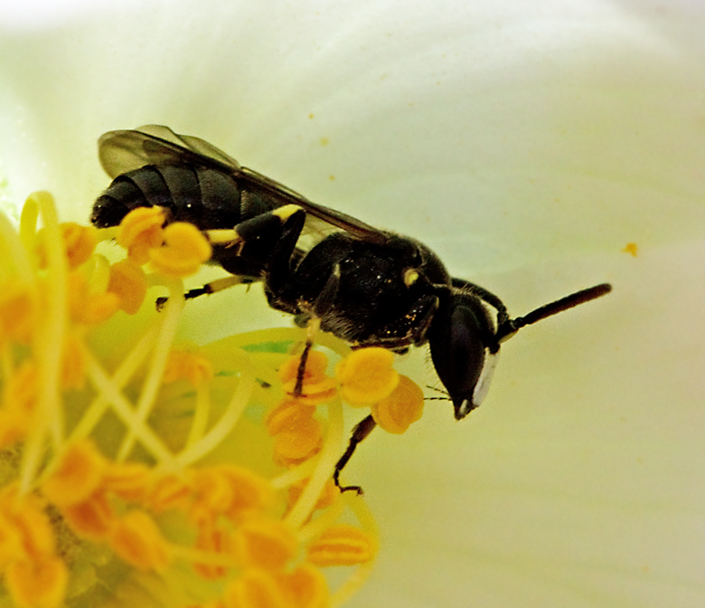 ngscitronbi, Hylaeus confusus.jpg