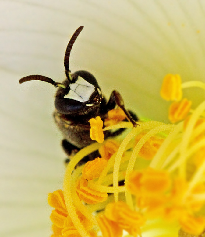 ngscitronbi, Hylaeus confusus.jpg