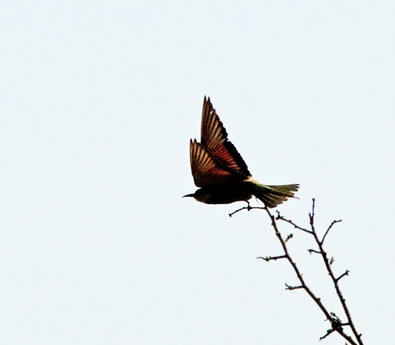 European Bee-eater, Bitare, Merops apiaster.jpg