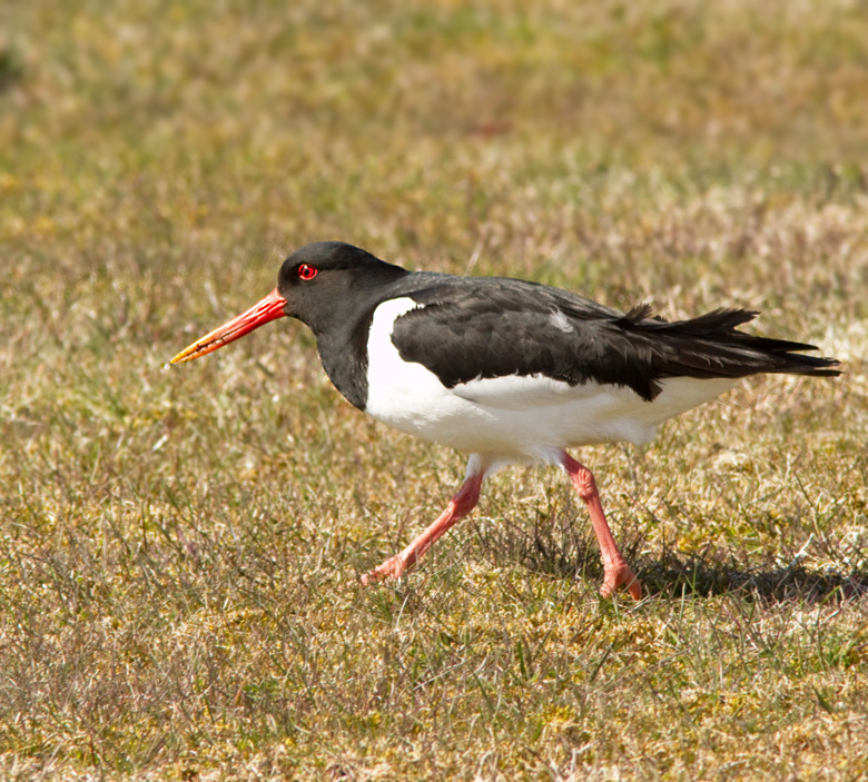 Oystercatcher, strandskata,   (Haematopus ostralegus).jpg