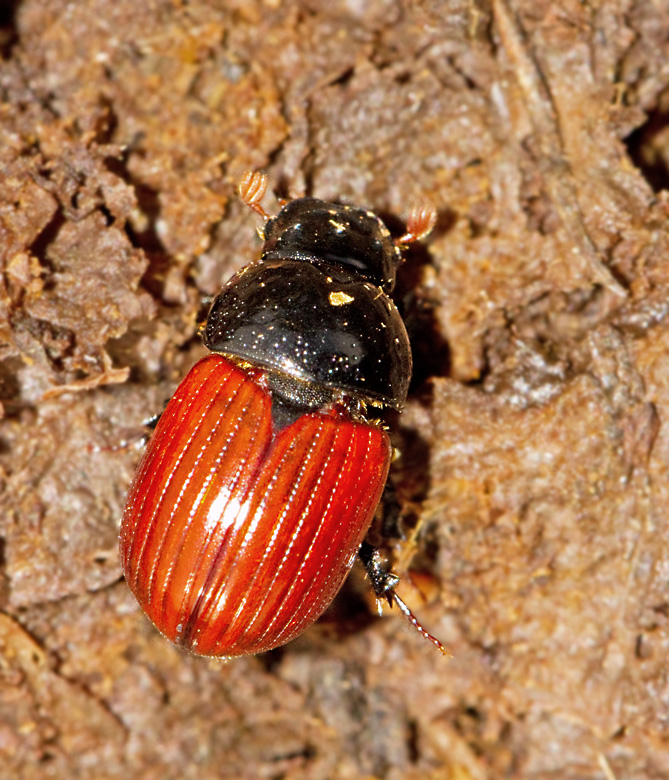 Aphodius pedellus.jpg