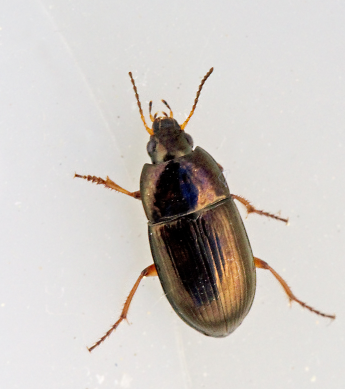 Amara familiaris, Rdbent kornlpare.jpg