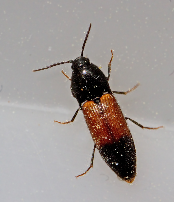 Ampedus balteatus.jpg