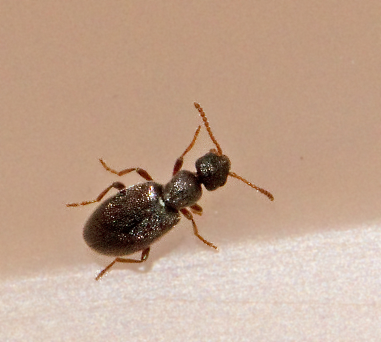 Anthicus flavipes.jpg