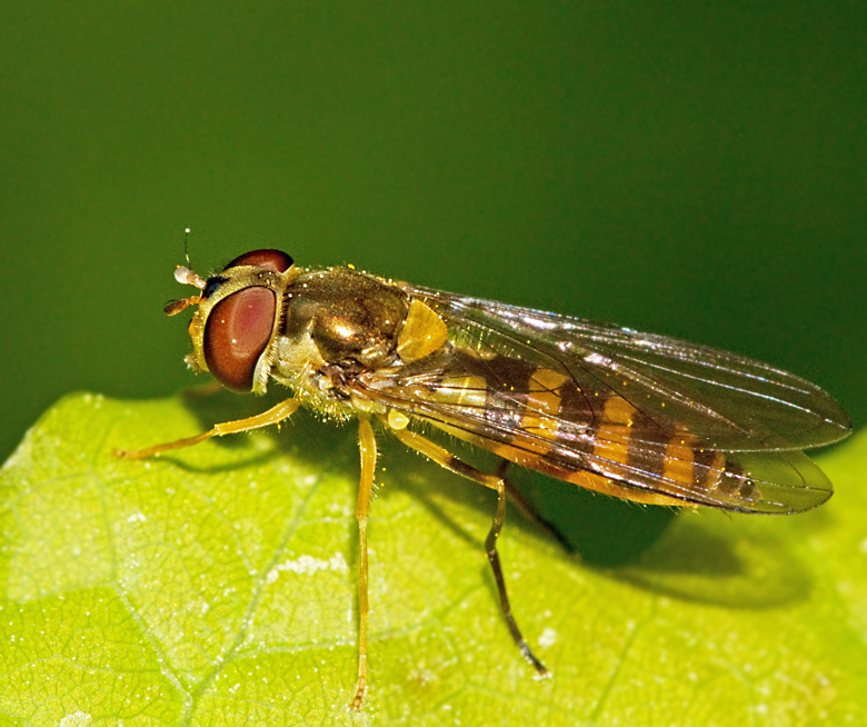 Bandflickblomfluga, Meliscaeva cinctella.jpg