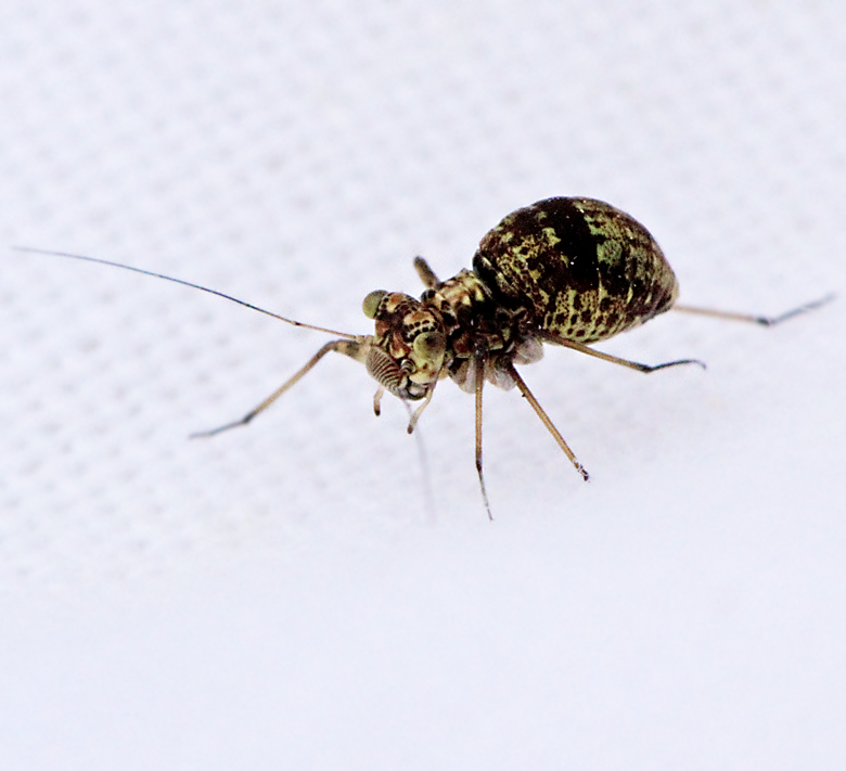 Blektonad kalvingeslända, Mesopsocus unipunctatus.jpg