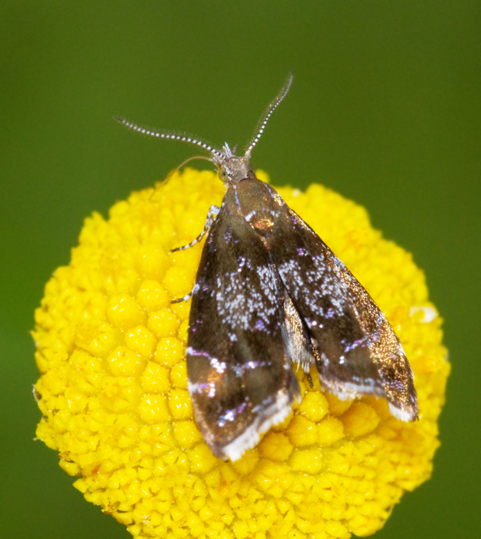 Brunbandad frssrtmal, Prochoreutis sehestediana.jpg