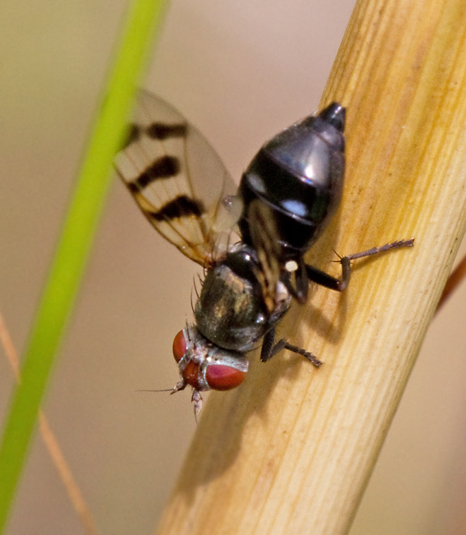 Ceroxys urticae, Ulidiidae.jpg