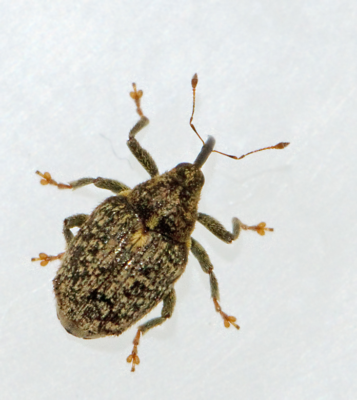 Ceutorhynchus pallidactylus.jpg