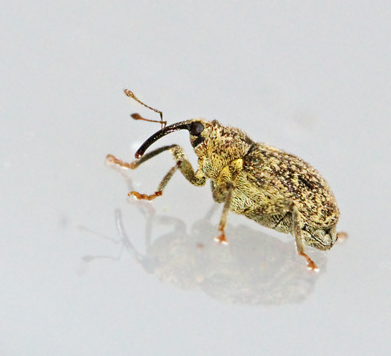 Ceutorhynchus pallidactylus.jpg