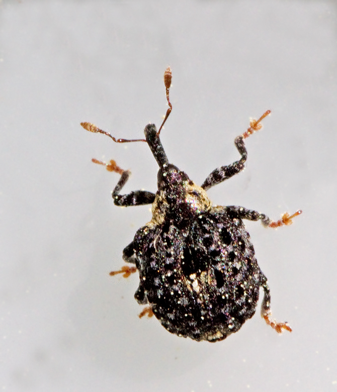 Cionus tuberculosus.jpg