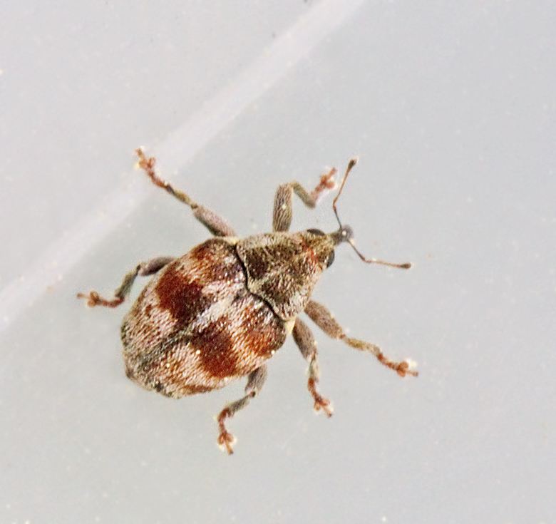 Coeliodes ruber.jpg