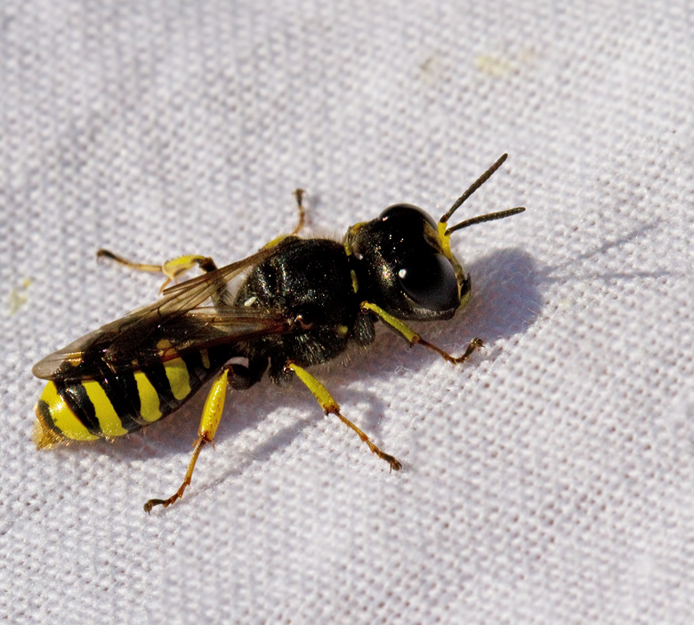 Ectemnius cephalotes.jpg