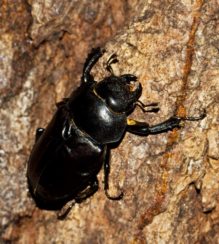 Stag Beetle female, Ekoxe hona (Lucanus cervus).jpg