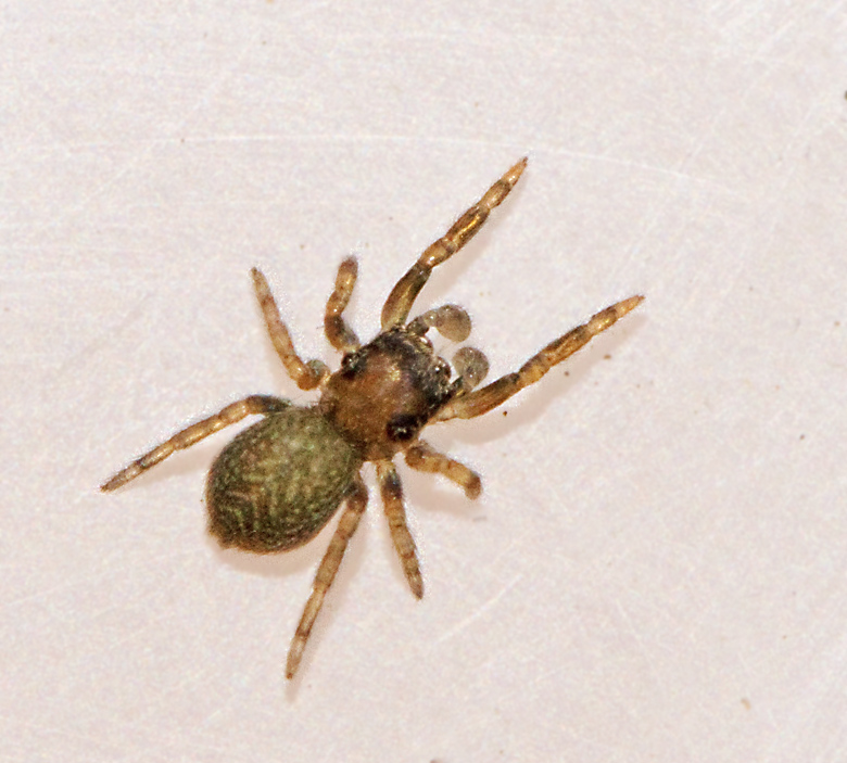 Förnahoppspindel (Neon reticulatus).jpg