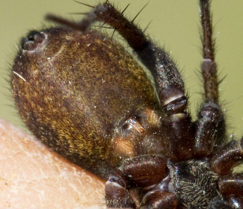 Gnaphosa leporina, Hedhuggspindel.jpg