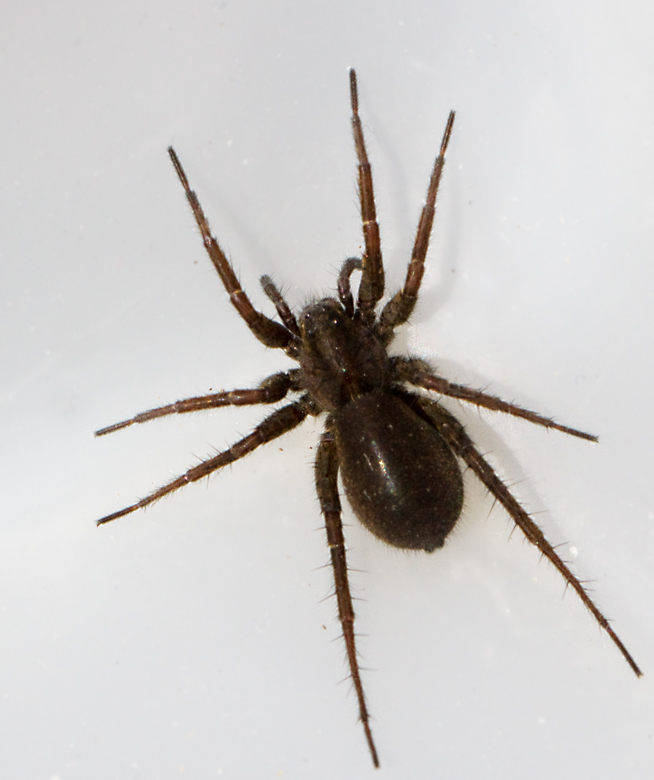 Gnaphosa leporina, Hedhuggspindel.jpg
