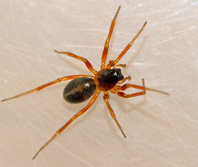 Gongylidium rufipes, Morotsdvärgspindel.jpg