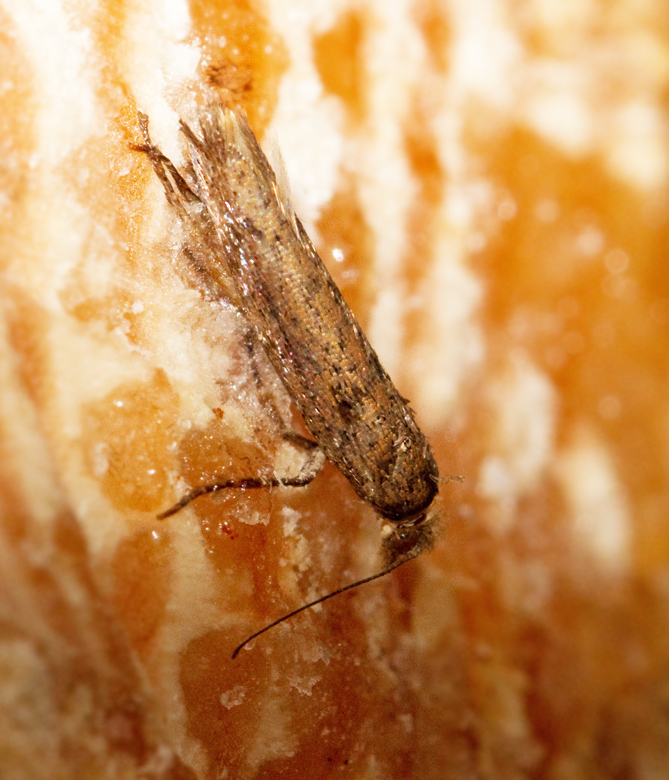 Frnderlig hstmal (Ypsolopha ustella).jpg