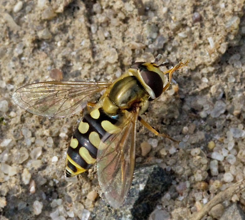 Glasvingad fltblomfluga, Eupeodes lundbecki.jpg