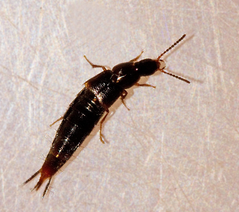 Heterothops dissimilis.jpg