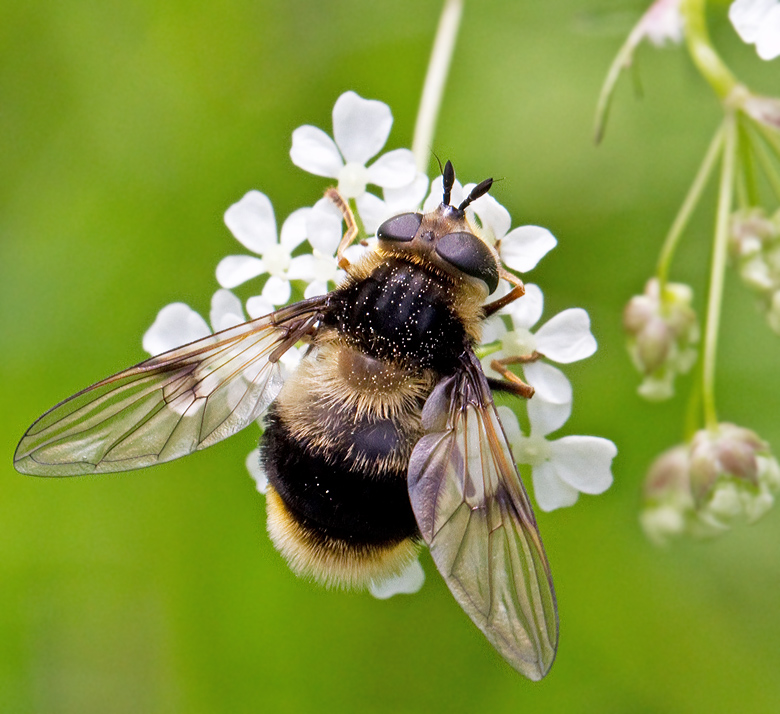 Humlelik barrblomfluga, Eriozona syrphoides.jpg